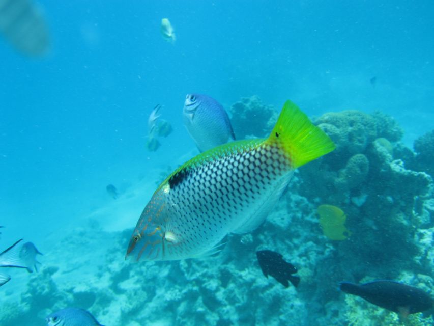 Makadi Bay: Snorkelling and Diving Island Trip - Experience Highlights