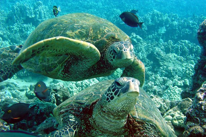 Makena Turtle Town Eco Adventure in Maui - Traveler Experience