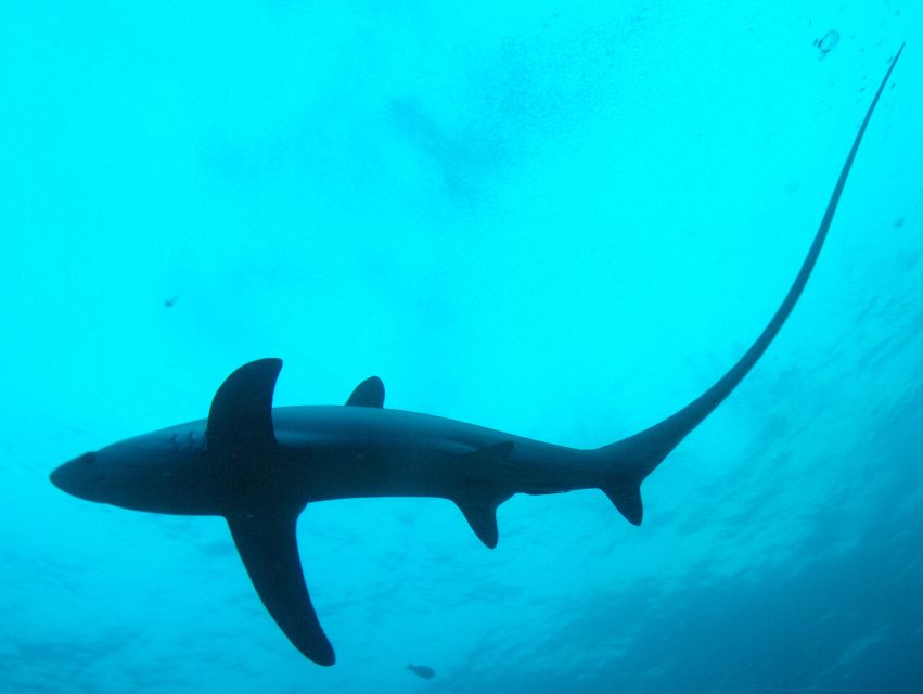 Malapascua: Advance Divers Shark Dive & Optional Transfer - Experience Overview