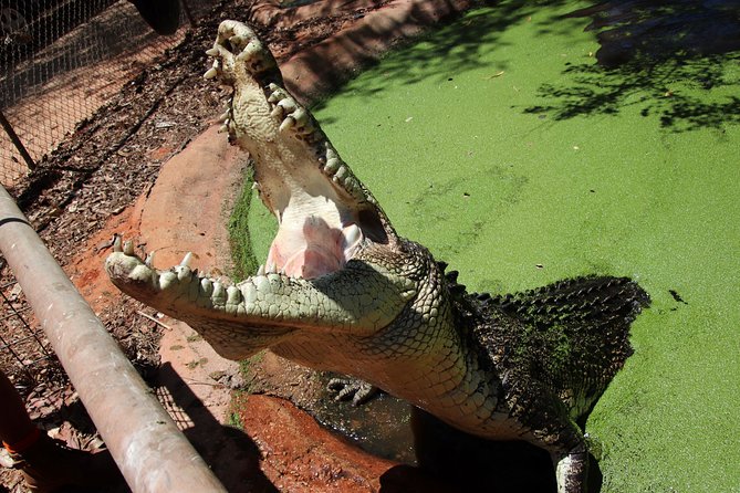 Malcolm Douglas Crocodile Park Tour Including Transportation - Traveler Reviews