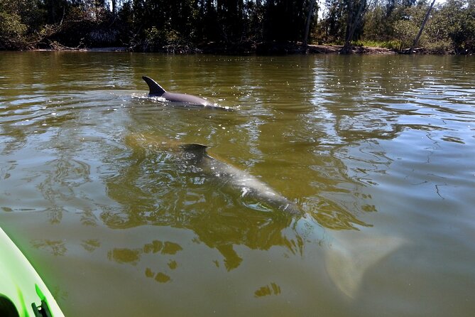 Manatee and Dolphin Kayaking Encounter - Cancellation Policy