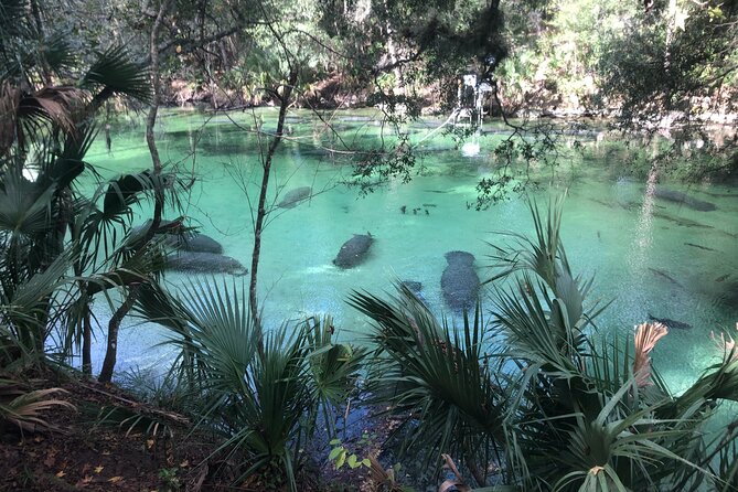 Manatee Discovery Kayak Tour for Small Groups Near Orlando - Additional Information and Recommendations