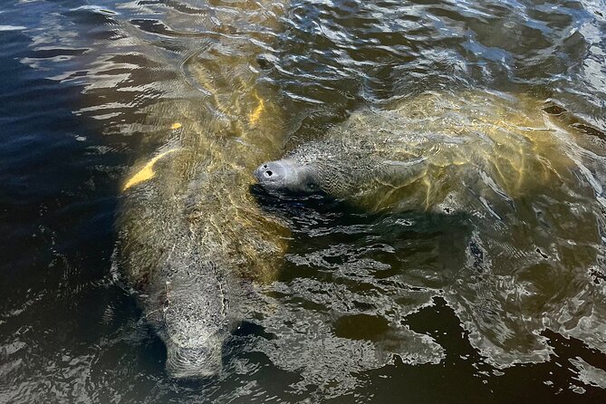 Manatee Sightseeing and Wildlife Boat Tour - Meeting and Pickup