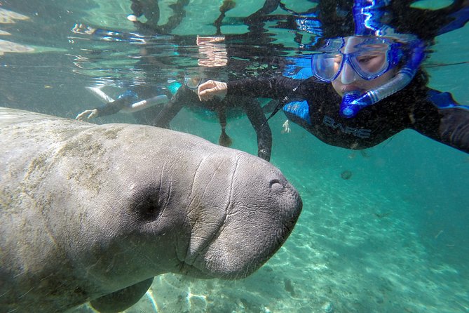 Manatee Snorkel Tour With In-Water Divemaster/Photographer - Booking Information