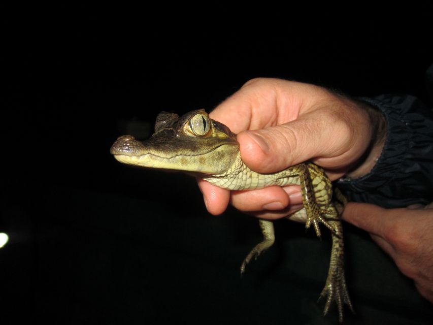 Manaus: Amazon Jungle Tour With Alligator Night Watch - Tour Description