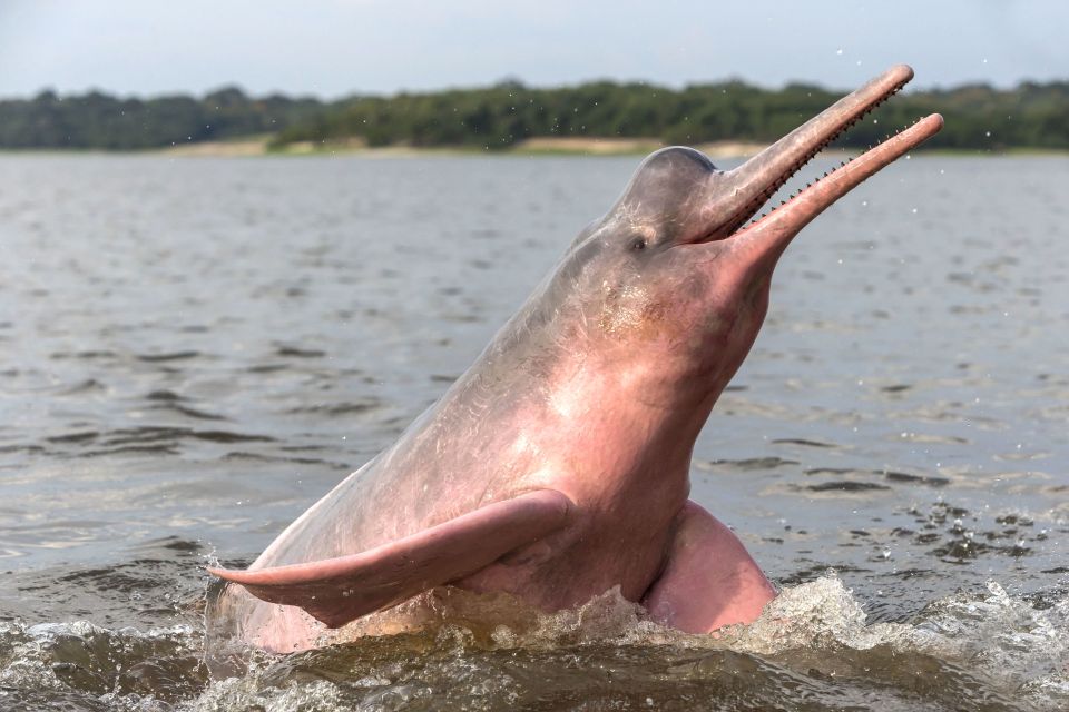 Manaus: Guided Amazon Dolphins Day Trip With Boat and Pickup - Experience Highlights
