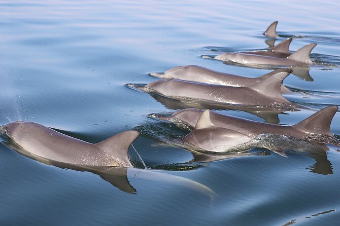 Mandurah Dolphin Cruise & Views - Tour Experience
