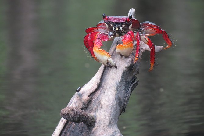 Mangrove, Beaches and Islands by Kayak Tour - Participant Requirements