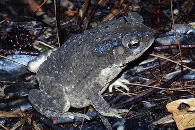 Mangrove Nocturnal Wildlife - Boardwalk Accessibility and Group Rates