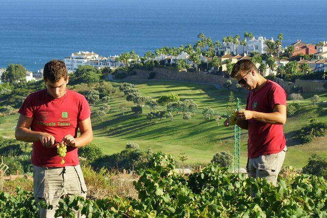 Manilva Oceanfront Wine Experience in the Marbella Area - Experience Details