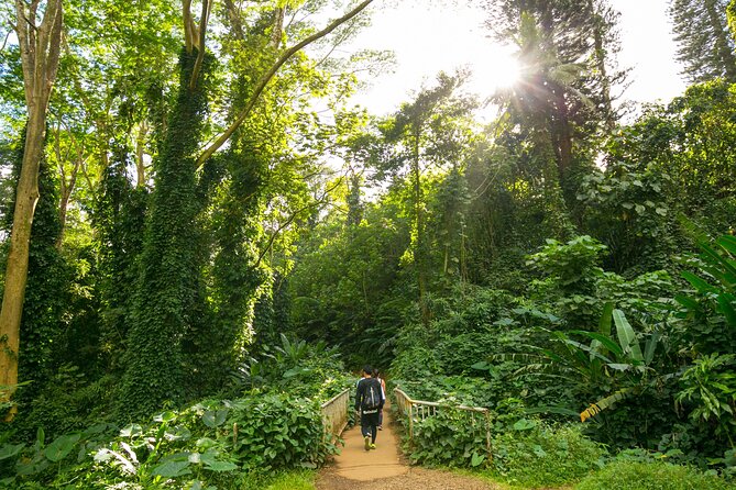 Manoa Waterfall Hike With Healthy Lunch Included From Waikiki - Traveler Experience and Highlights