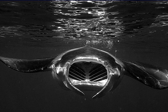 Manta Magic - Night Manta Ray Snorkel At Manta Village, Kona, Hawaii - Inclusions and Logistics