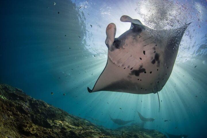 Manta Point or Manta Bay Trip Tomorrow - Exciting Experience Awaits Tomorrow