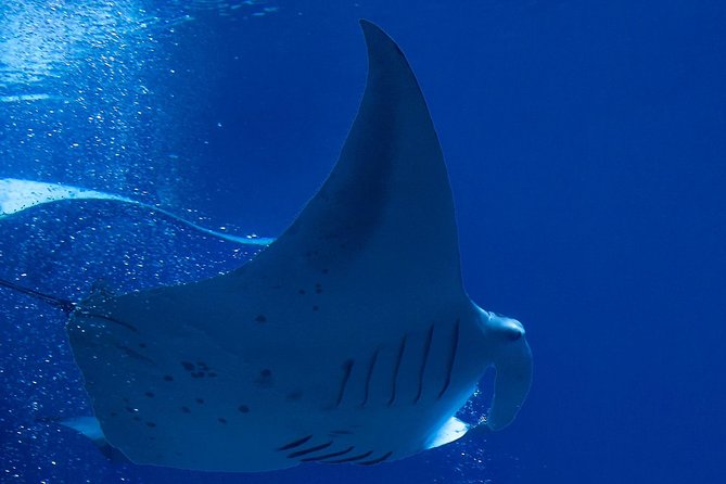 Manta Ray Night Snorkel at Kona, Big Island - Tour Inclusions