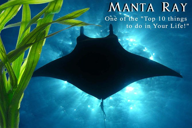 Manta Ray Snorkel Moonlight Kona Hawaii- Small Group - Location and Meeting Point