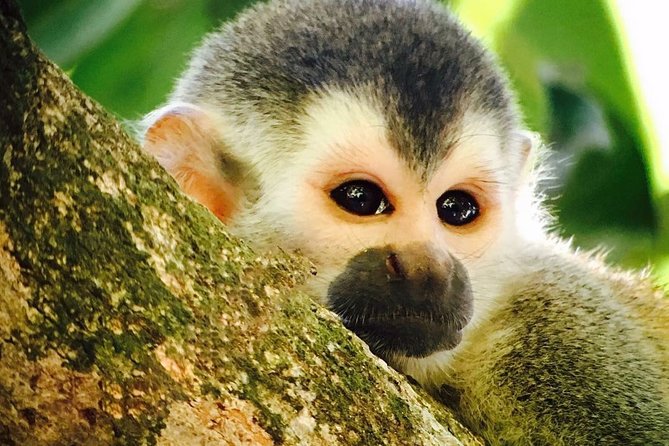 Manuel Antonio National Park Full Wildlife - Guided Wildlife Tours Available