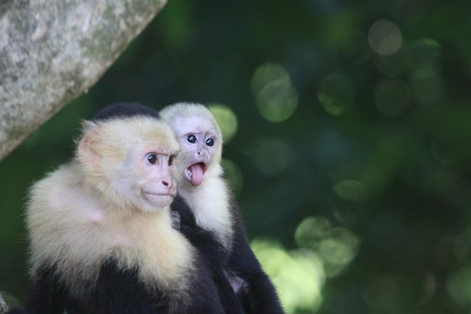 Manuel Antonio National Park Tour - Meeting and Pickup Information