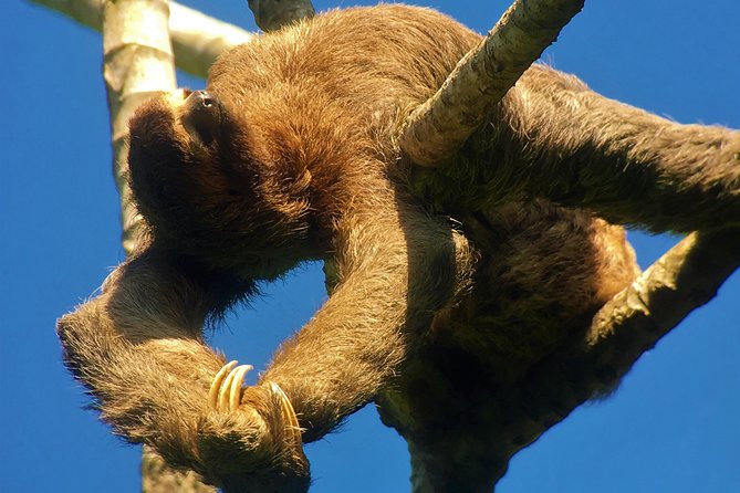 Manuel Antonio Park Tour and Its Amazing Wildlife and Beaches - Customer Reviews and Recommendations