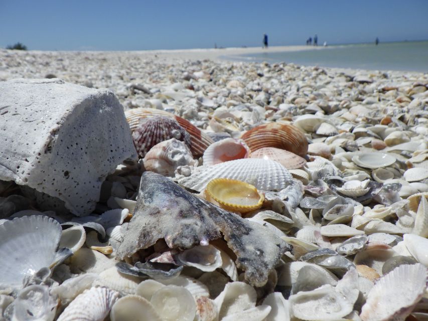 Marco Island: 1Ten Thousand Islands Dolphin & Shelling Tour - Experience Highlights