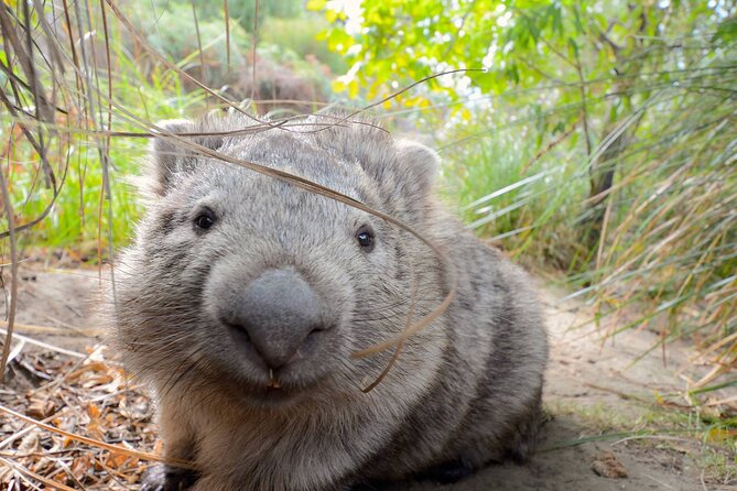 Maria Island Cruise and Guided Walk Day Tour With Lunch and Drinks - Customer Experience