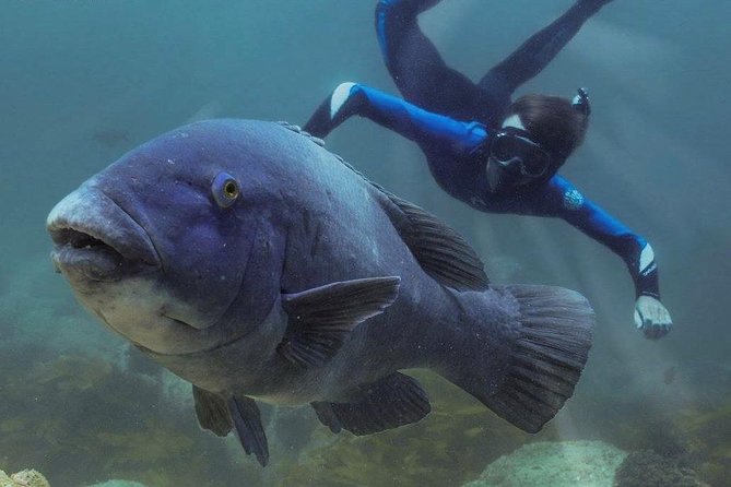 Marine Discovery Snorkeling - Port Stephens - Participant Requirements