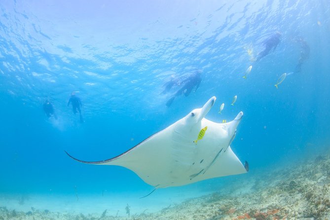 Marine Eco Safari - Swim With Manta Rays - Location Details