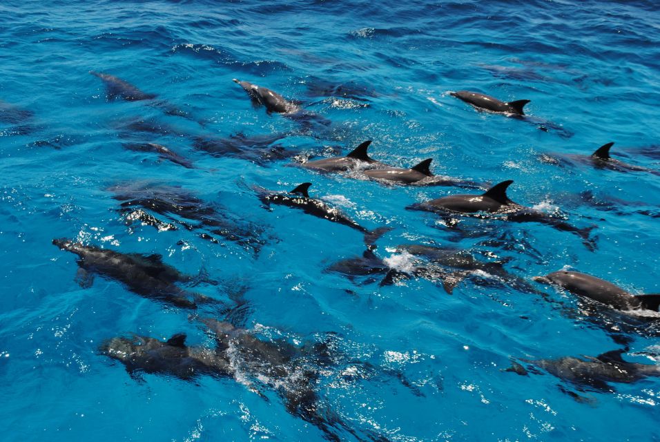 Marsa Alam: Dolphin-Watching Cruise With Snorkeling & Lunch - Pickup Information
