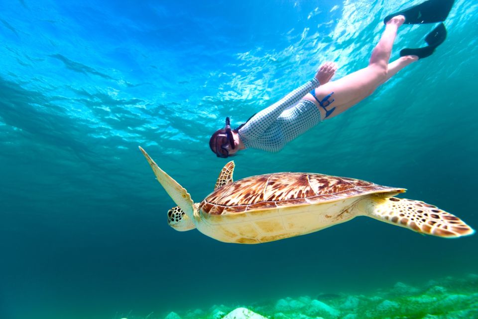Marsa Alam: Snorkel With Sea Turtles Marsa Mubarak - Activity Highlights