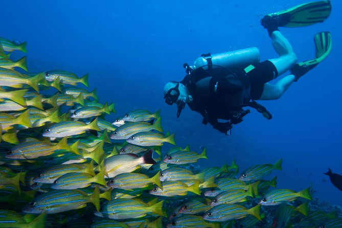 Maui Certified Shore Diving From Lahaina - Logistics and Meeting Details