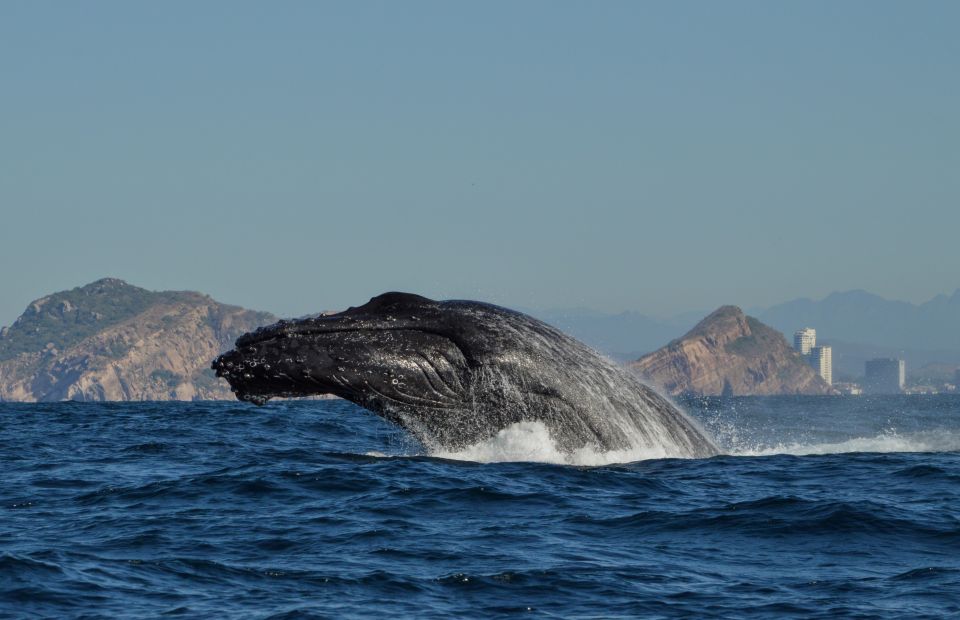 Mazatlan: Whale Watching Adventure - Tour Features