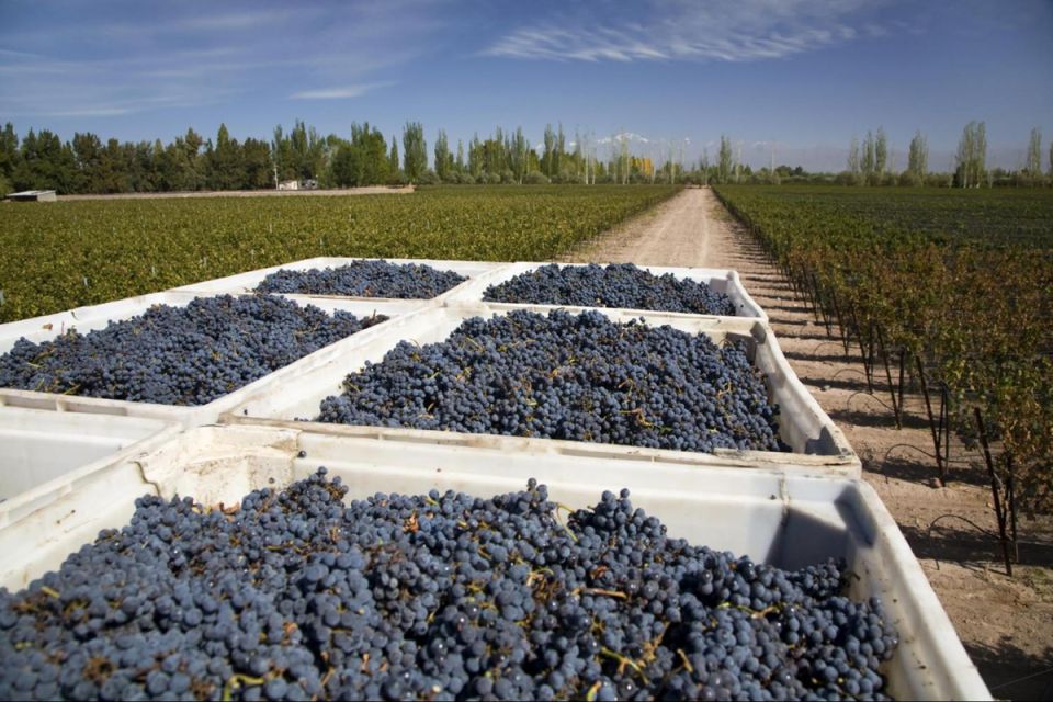 Mendoza: Wine Roads Half‐Day Tour With Regional Lunch - Key Points