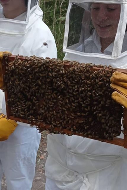 Merida: World of Melipona Bees Exploration Tour - Experience Highlights