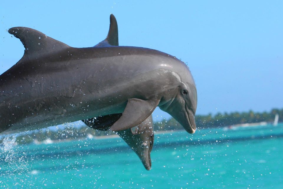 Miami: Day Trip to Key West W/ Dolphin Watching & Snorkeling - Experience Highlights