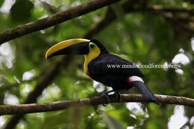 Mindo Cloud Forest Private Customized Nature and Culture Tour  - Quito - Traveler Reviews