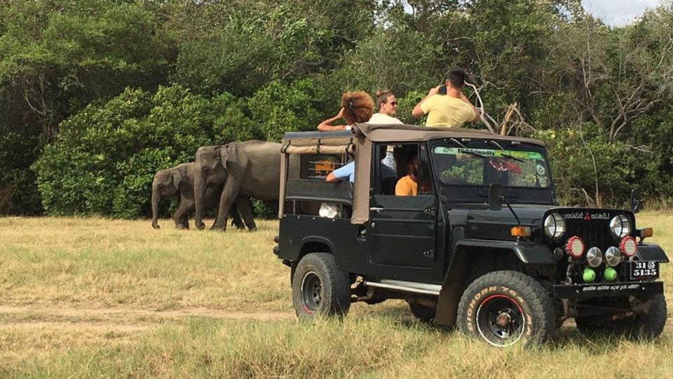 Minneriya National Park: Halfday Jeep Safari With Wild Tours - Wildlife Highlights and Phenomenon