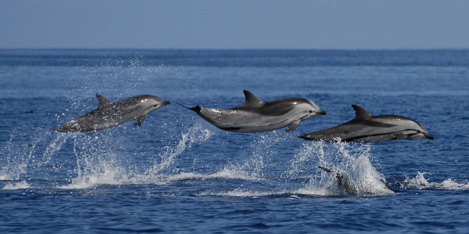 Mirissa: Marine Marvels Expedition Whale & Dolphin Encounter - Experience Highlights