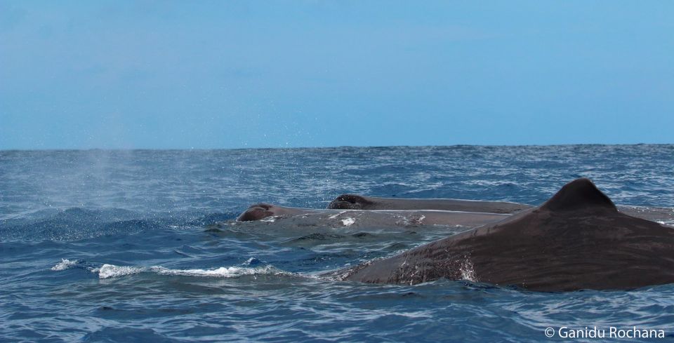 Mirissa: Morning Whale Watching Tour - Experience Highlights