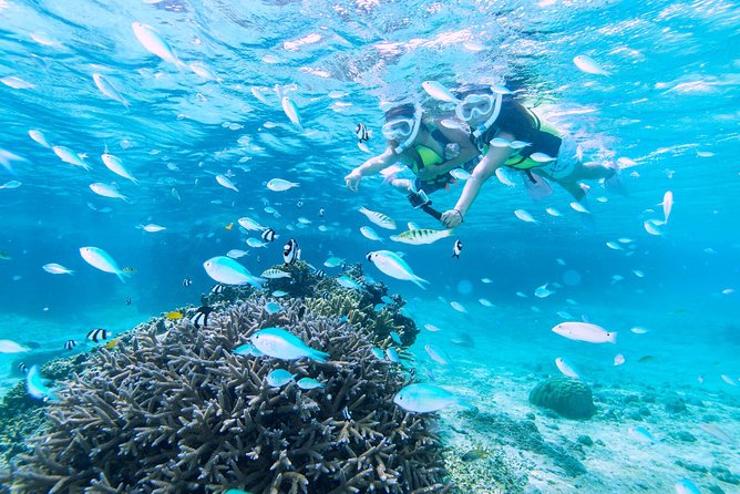 Miyakojima / Snorkel Tour to Enjoy Coral and Fish - Snorkeling Equipment Provided