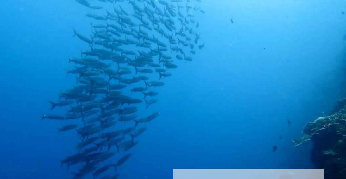 Moalboal: Scuba Diving With the Sardine and Sea Turtles - Encounter Sea Turtles Up Close