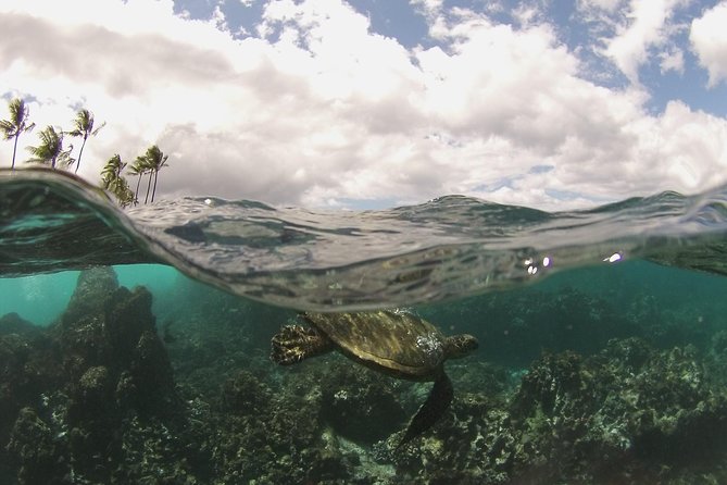 Molokini Snorkel, Green Sea Turtle Small-Group Tour From Maui - Logistics