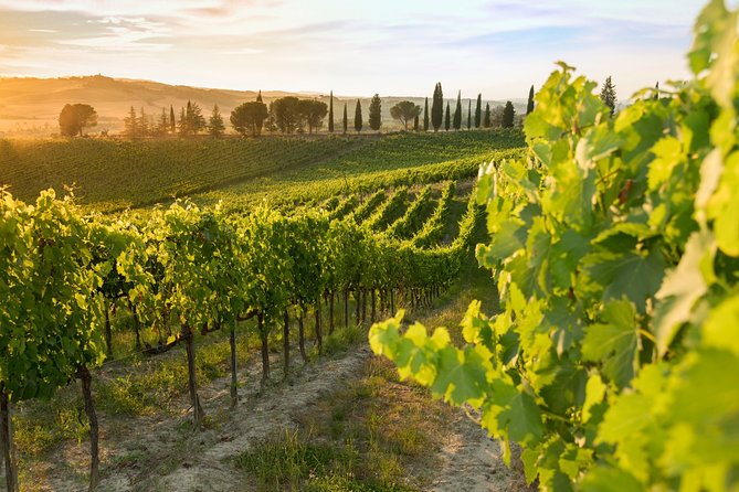 Montalcino: Brunello Wine Tasting Experience - Accessibility and Logistics