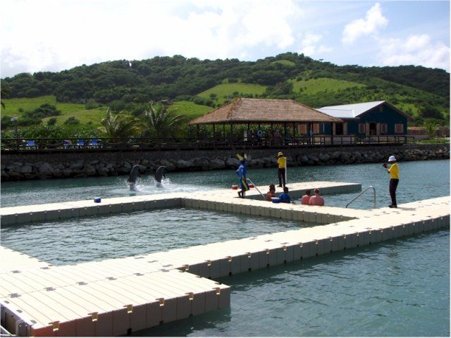 Montego Bay: Dolphin Cove Tickets - Experience Highlights at Dolphin Cove