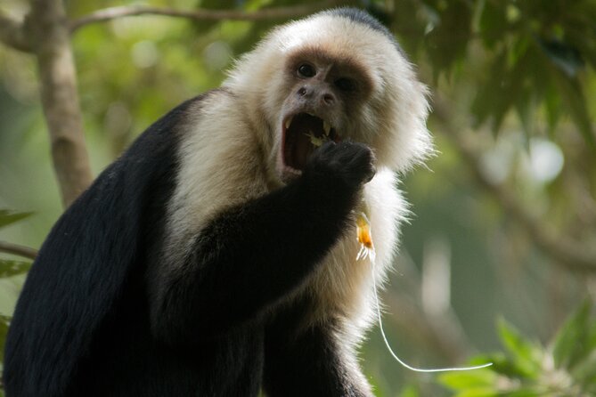 Monteverde Cloud Forest Guided Tour - Tour Duration and Location