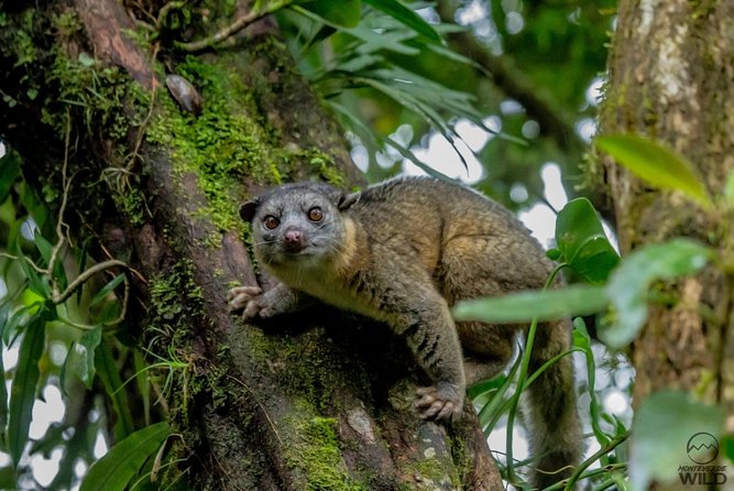 Monteverde Cloud Forest Reserve Morning Walk -Monteverde Wild- - Important Details