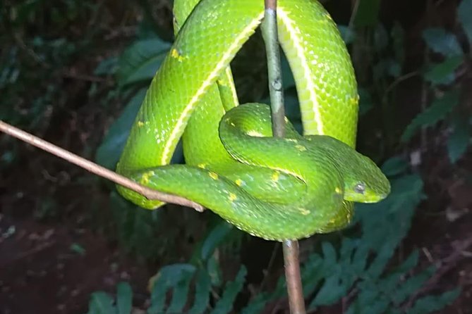 Monteverde Private Night Tour - Physical Fitness and Accessibility