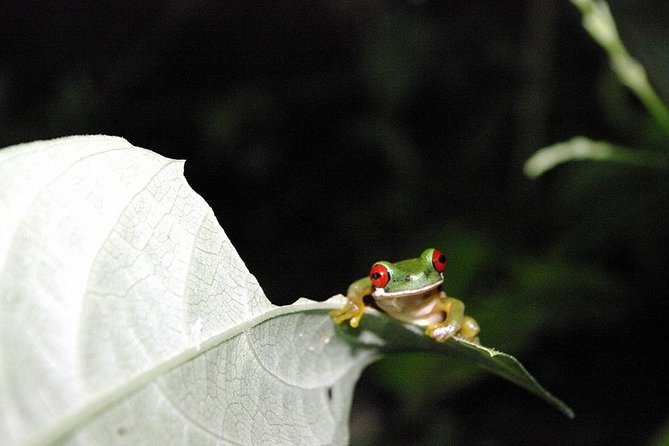 Monteverde Rain Forest Night Walk - Traveler Reviews and Ratings