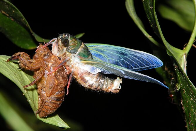 Monteverde Wildlife Night Hike by Flashlight  - Puntarenas - Inclusions