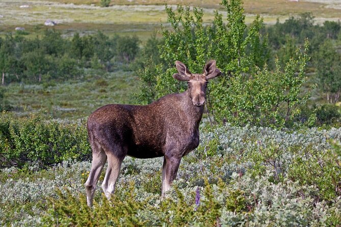 Moose Safari Adventure on Ebike - Wildlife Spotting Tips