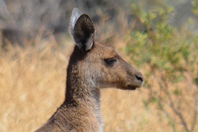 Morning Cruise on the Murchison River in Kalbarri (April to Nov) - Departure Information