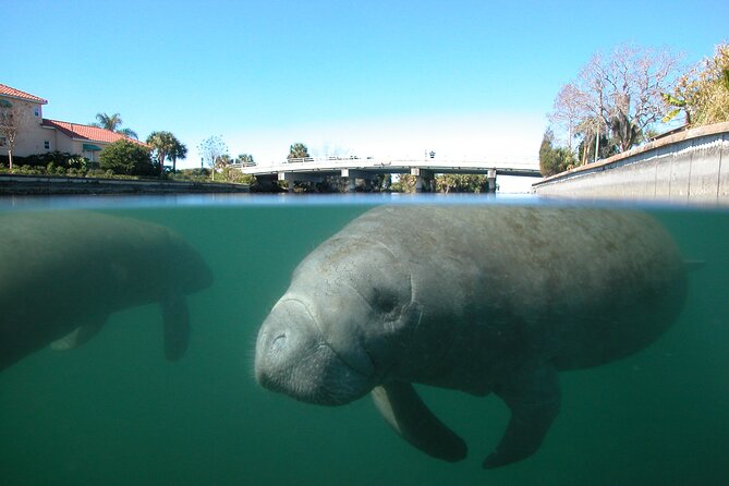 Morning Swim and Snorkel With Manatees-Guided Crystal River Tour - Equipment Provided